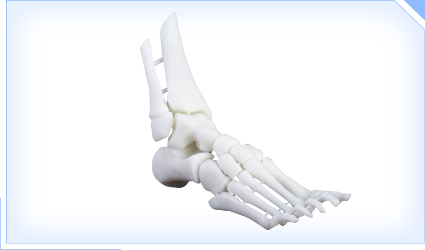 Foot Skeleton Model